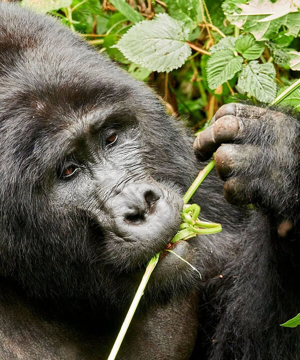 Gorilla trekking tours in Rwanda