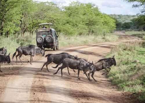 11-days-combined-kenya-and-tanzania-safari-tour