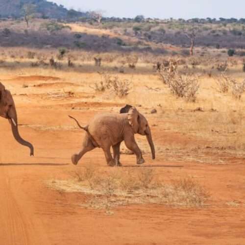 15-days-best-of-kenya-safari