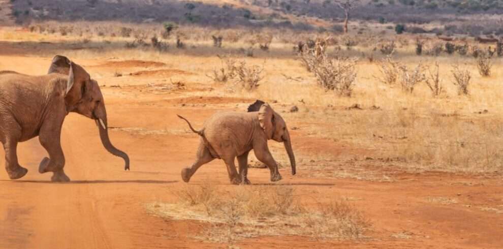 15-days-best-of-kenya-safari
