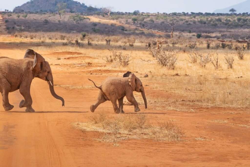 15-days-best-of-kenya-safari