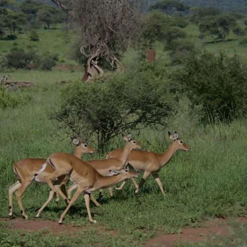 3-days-classic-tanzania-safari