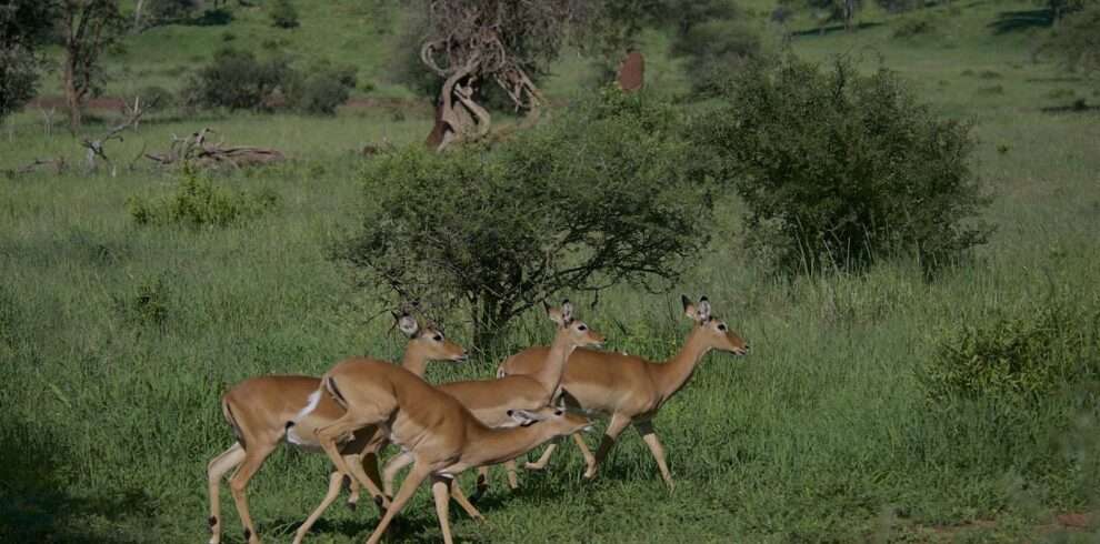 3-days-classic-tanzania-safari