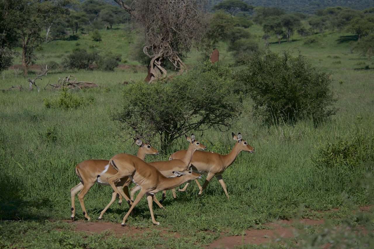 3-days-classic-tanzania-safari