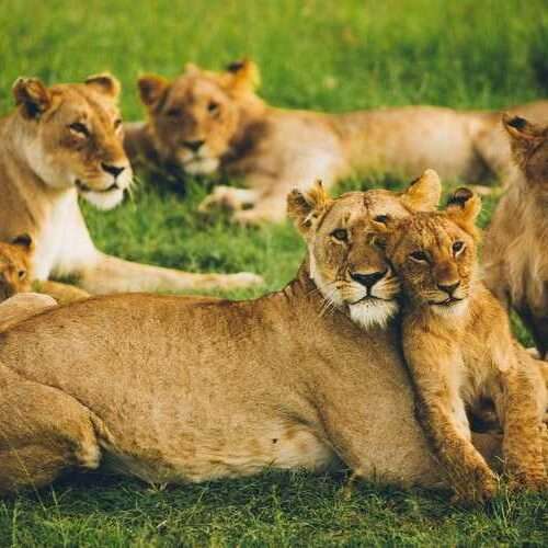 3-days-safari-in-masai-mara