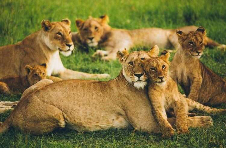 3-days-safari-in-masai-mara