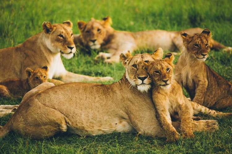 3-days-safari-in-masai-mara