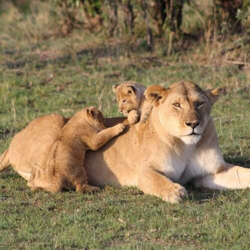 4 Days Masai Mara Safari