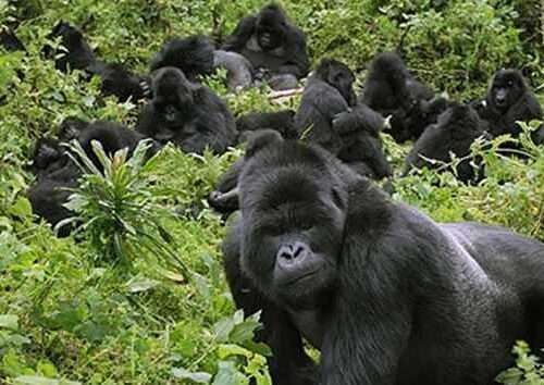 5-day-uganda-budget-gorilla-and-queen-elizabeth-safari