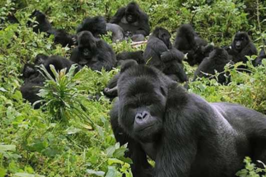 5-day-uganda-budget-gorilla-and-queen-elizabeth-safari