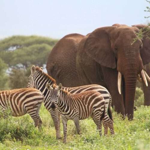 5-days-safari-from-mombasa