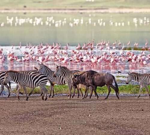 5-days-tanzania-safari