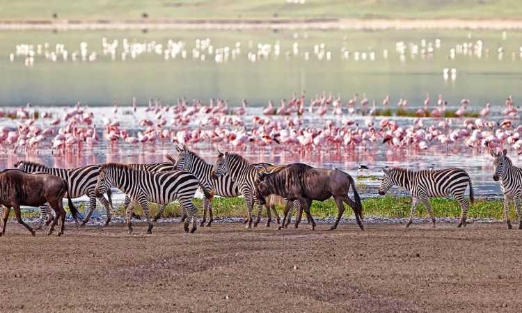 5-days-tanzania-safari