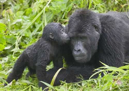 6 Day Wildlife Game Viewing and Gorilla Trek in Bwindi