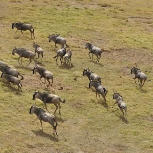6-days-serengeti-migration