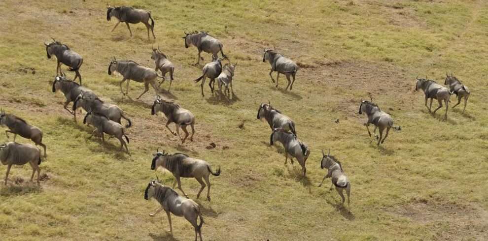 6-days-serengeti-migration
