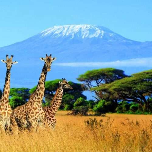 7-days-kilimanjaro-trekking