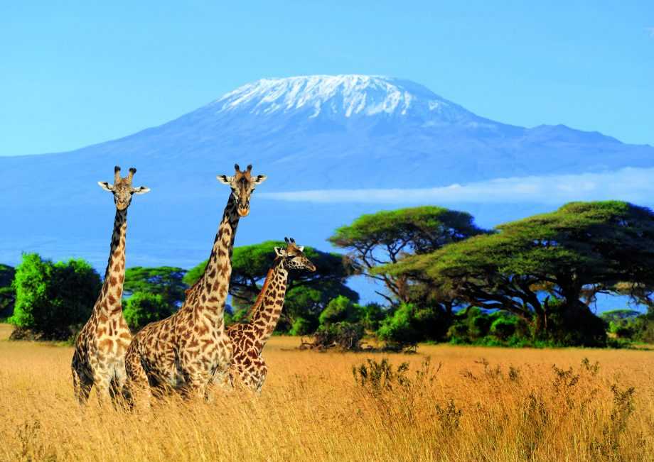 7-days-kilimanjaro-trekking