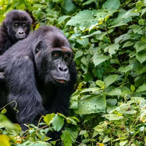 gorilla-trekking-in-rwanda-and-uganda