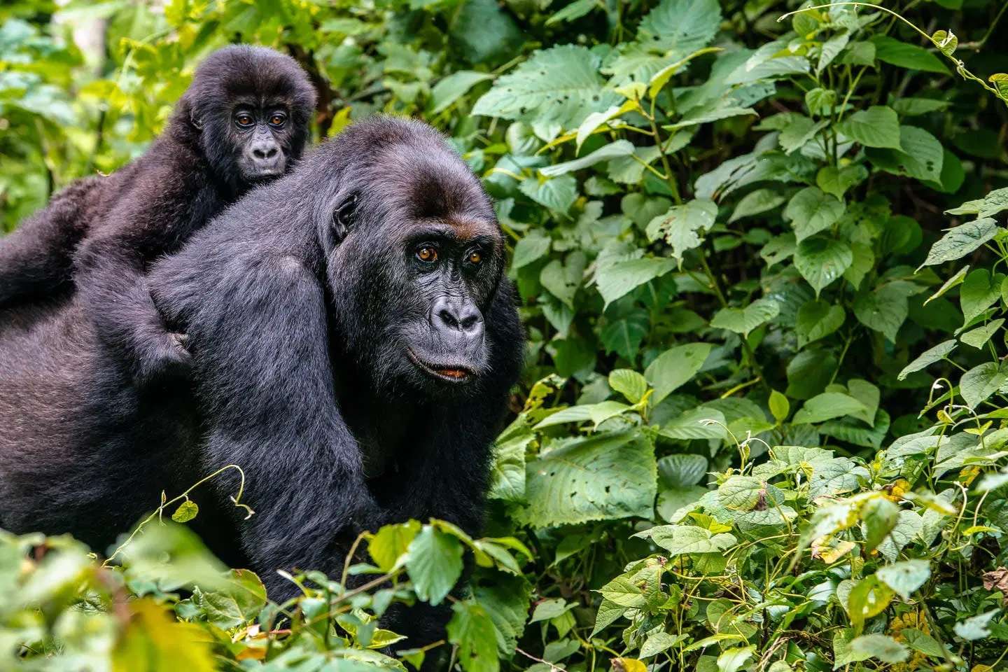 gorilla-trekking-in-rwanda-and-uganda