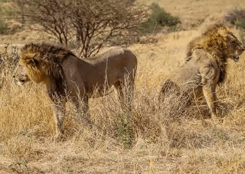 kenya-road-safari-8-days-7-nights-from-nairobi