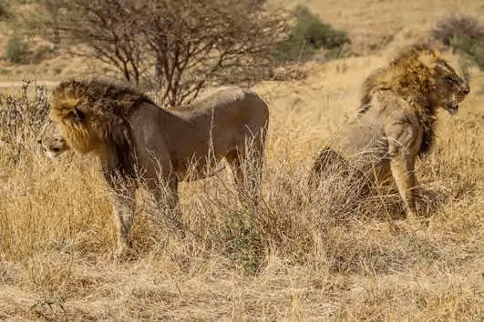 kenya-road-safari-8-days-7-nights-from-nairobi