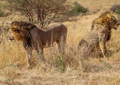kenya-road-safari-from-nairobi-7-days-6-nights