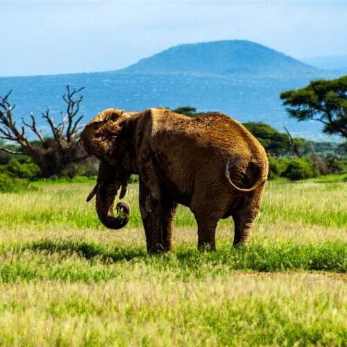 kenya-wildlife-road-safari-12-days-11-nights
