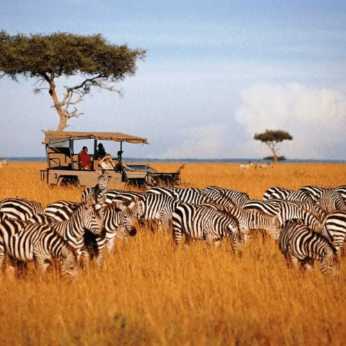 masai-mara-and-lake-nakuru-national-park-safari-4-days-3-nights