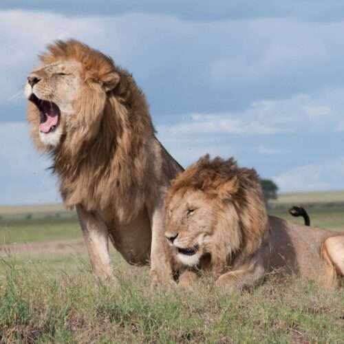 masai-mara-game-reserve-lodge-safari-3-days-2-nights