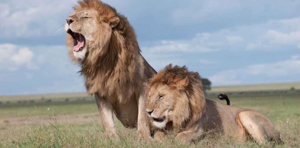 masai-mara-game-reserve-lodge-safari-3-days-2-nights