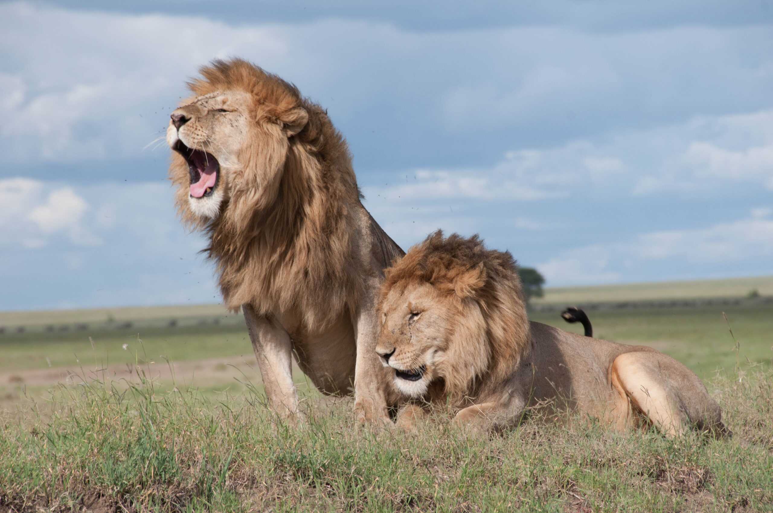 masai-mara-game-reserve-lodge-safari-3-days-2-nights