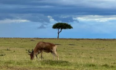 Nairobi national park tour