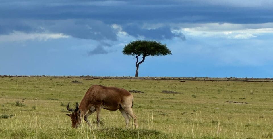 Nairobi national park tour
