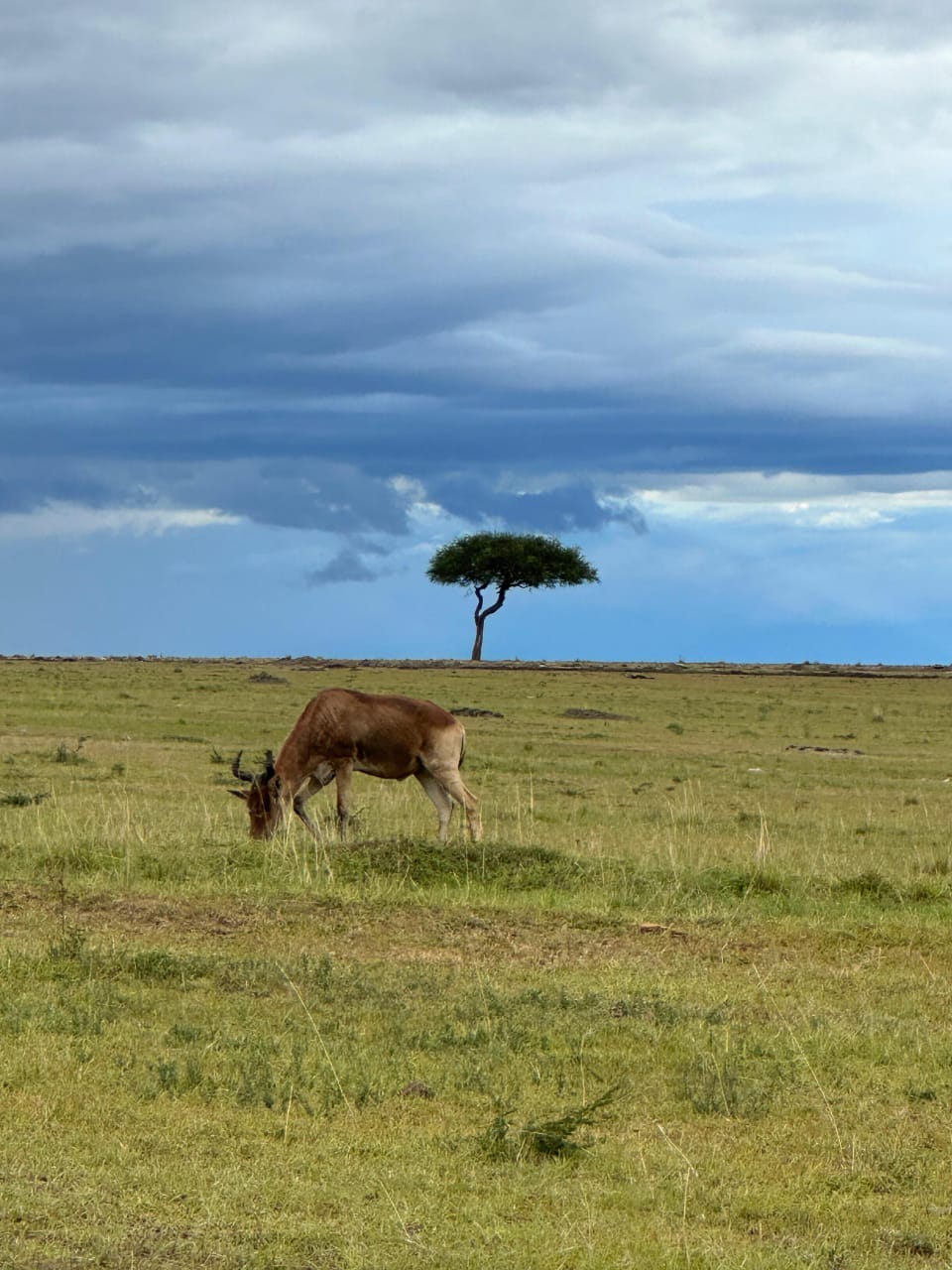Nairobi national park tour