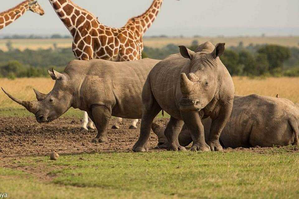 Ol Pejeta Rhinos Giraffes 1