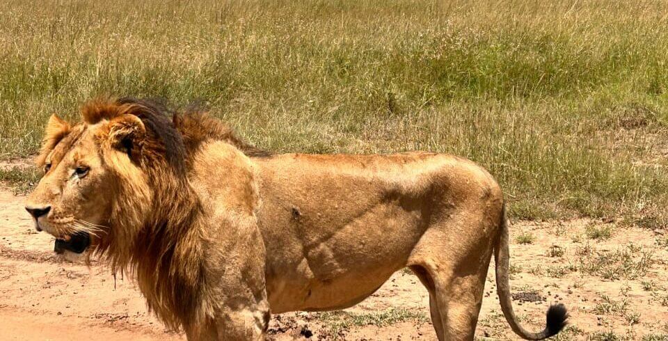 lion