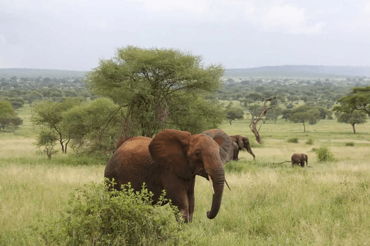 marsabit-national-park