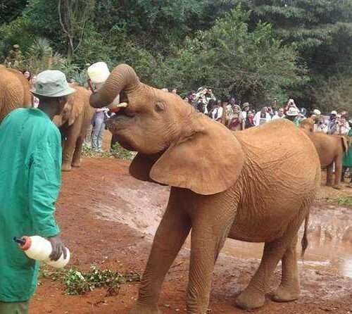 nairobi-full-day-excursion
