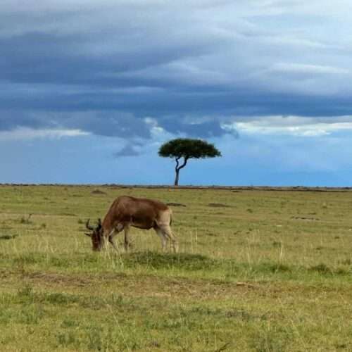 nairobi-national-park-half-day-tour