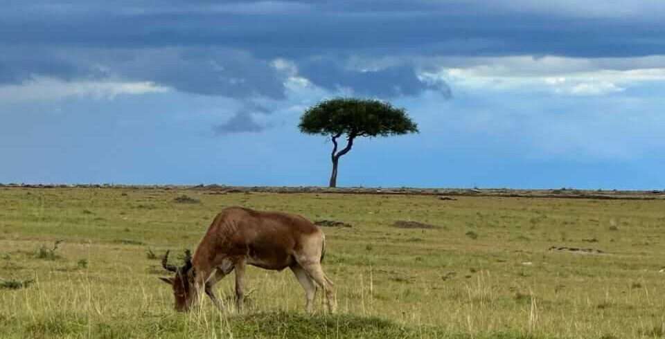 nairobi-national-park-half-day-tour