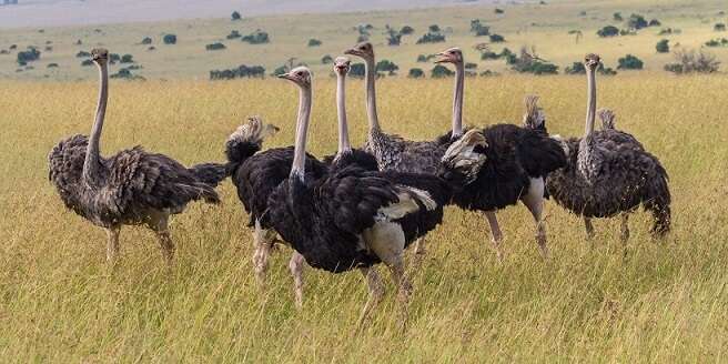 the-ostrich-the-worlds-largest-flightless-bird
